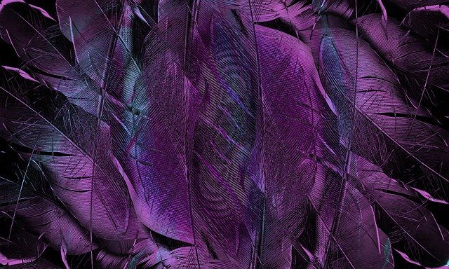 plumes de couleur violette